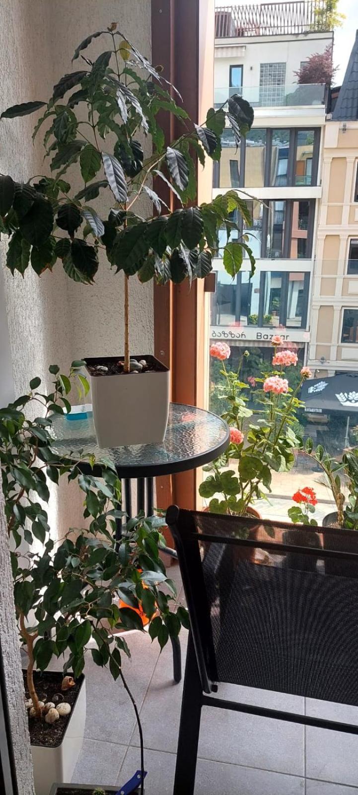 Anastasia'S Sweet Home Тбилиси Экстерьер фото